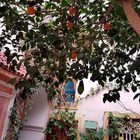 Riad Dalia-2